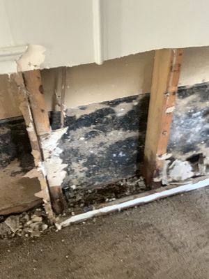 Mold Guys Of SWFL on Yelp