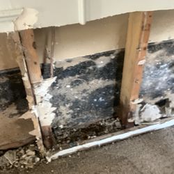 Mold Guys Of SWFL