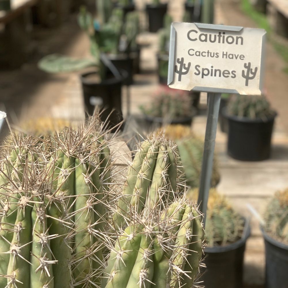 Half Moon Bay Nursery - Big cacti - Nurseries & Gardening Near Me - Half Moon Bay, California