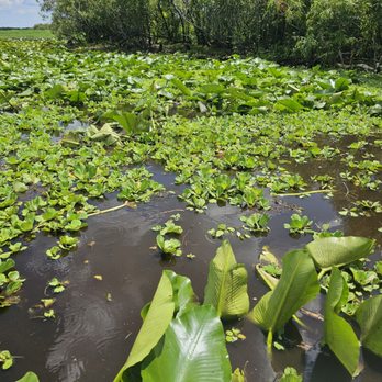 Camp Holly Airboat Rides - Boating Near Me - Melbourne, Florida Camp Holly Airboat Rides - Boating Near Me - Melbourne, Florida