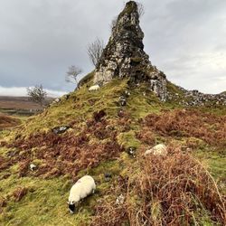 Fairy Glen