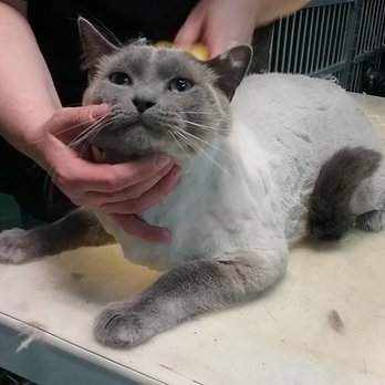 That Place For Pets - Cat grooming available. Call for appointment - Pet Training Near Me - Lima, Ohio