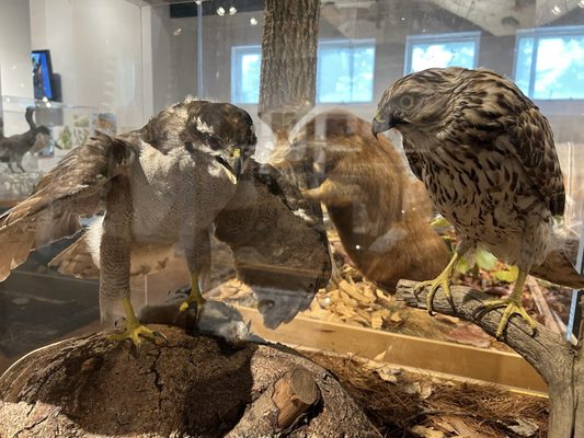George B. Dorr Museum of Natural History by null
