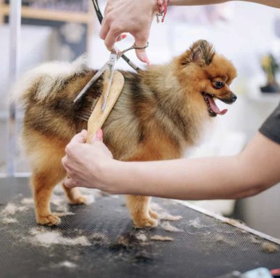 Complete Spa Groom - Complete Spa Groom