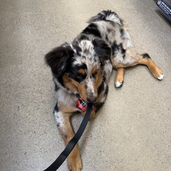 Besties DogSpa - After - Pet Groomers Near Me - San Diego, California Besties DogSpa - After - Pet Groomers Near Me - San Diego, California