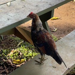 Another visitor