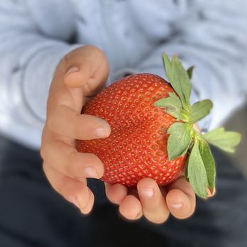 Las Posas Berries - Apple-sized berry in the hands of 3 year old. - Farmers Market Near Me - Camarillo, California