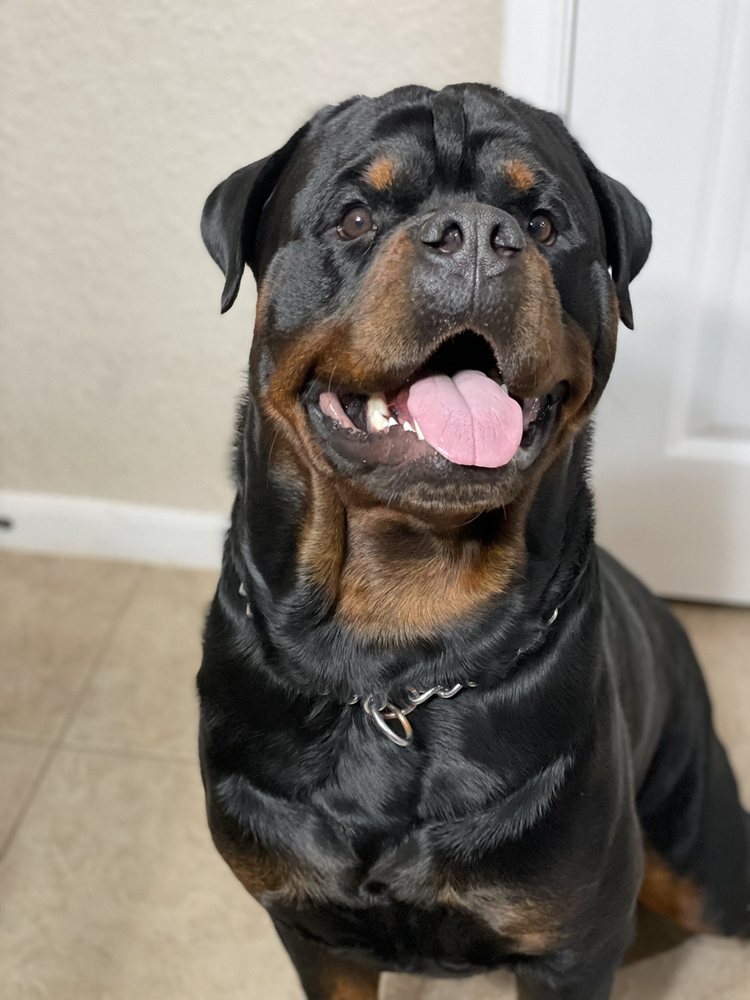 RIVER CITY ROTTWEILERS - Updated July 2025 - 37 Photos & 12 Reviews ...