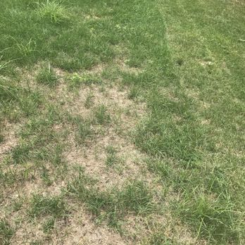 TruGreen Lawn Care - a lawn mower cutting grass - Tree Services Near Me - Fenton, Missouri TruGreen Lawn Care - a lawn mower cutting grass - Tree Services Near Me - Fenton, Missouri