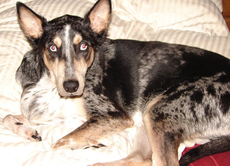 SITTERS 4 CRITTERS Updated October 2024 31 Photos 7211 Haven Ave