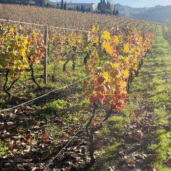 Quinta da Pacheca - Wineries Near Me - Lamego, 18