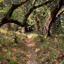Phleger Estate - Once you reach the top of the Raymundo trail it gets flat for a bit