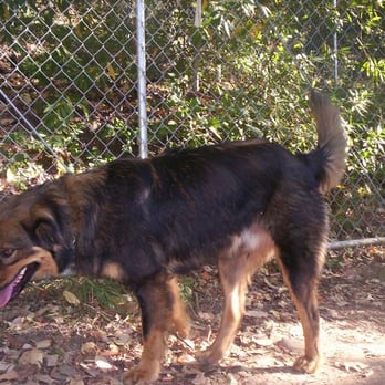 Emandal - Awww, the puppy dogs looking for scraps at coopers cove dinner (Buffs dog I think). - Guest Houses Near Me - Willits, California