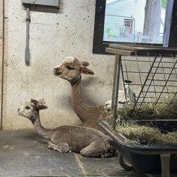 Harvard Alpaca Ranch
