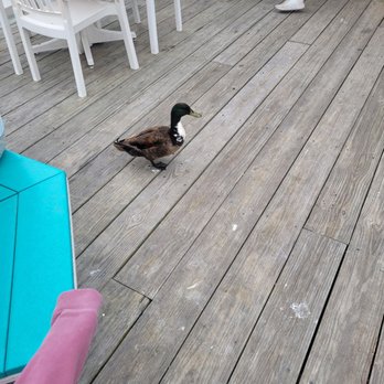 The Jetty - Duck in tuxedo - Seafood Near Me - Grasonville, Maryland