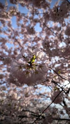 Trinity-Bellwoods by null