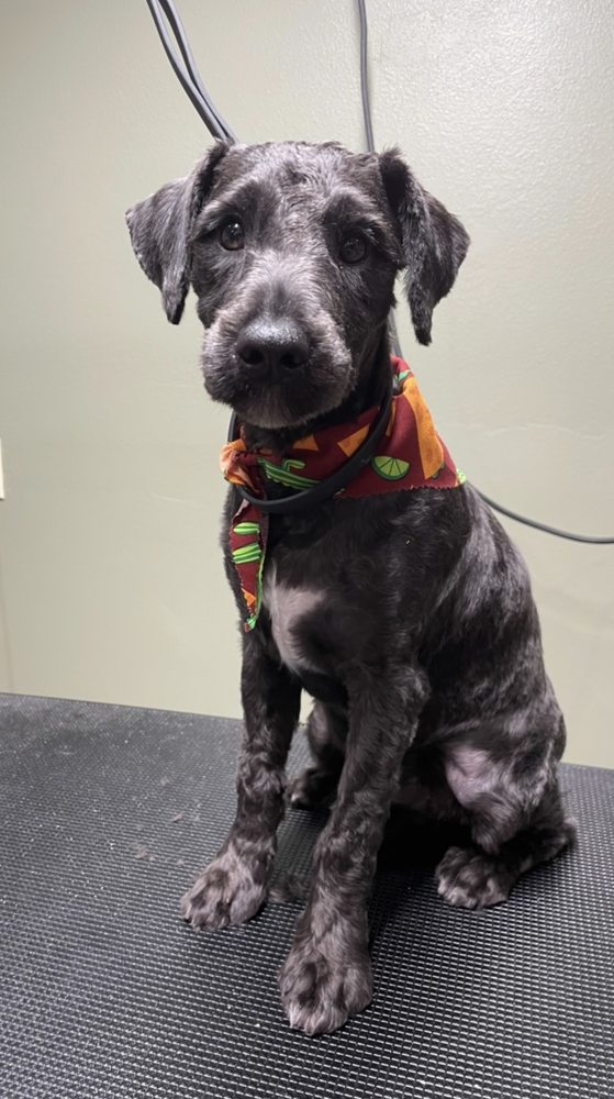 K9 CABIN Updated September 2024 18 Photos Blairsville,