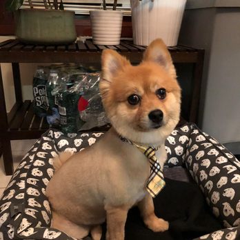 Preppy Pampered Pups - Pet Groomers Near Me - River Vale, New Jersey Preppy Pampered Pups - Pet Groomers Near Me - River Vale, New Jersey