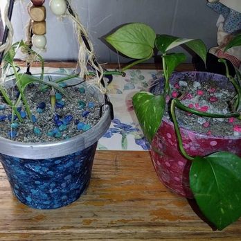 Inga Darling's Plants and More - Winner of my $30 free plant giveaway (Sammi) - Nurseries & Gardening Near Me Inga Darling's Plants and More - Winner of my $30 free plant giveaway (Sammi) - Nurseries & Gardening Near Me