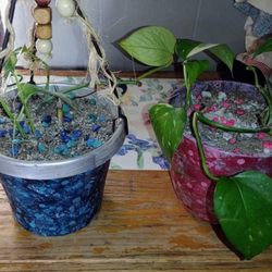 Inga Darling's Plants and More - Winner of my $30 free plant giveaway (Sammi)