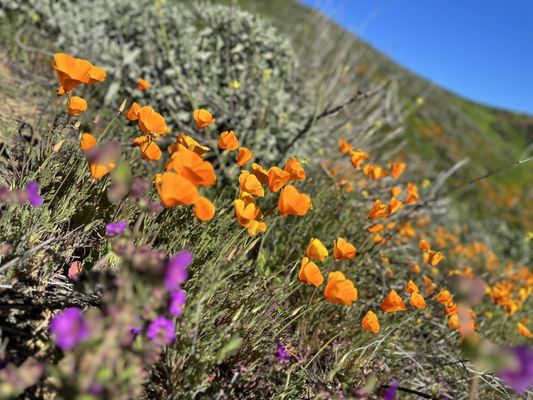 Walker Canyon by null