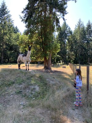 Vashon Llamas by null