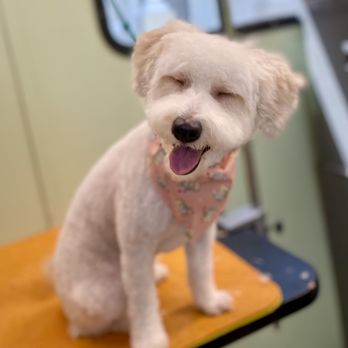 Pit Stop Pet Spa - Full Service - Pet Groomers Near Me