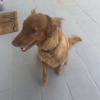 Looking Sharp Dog Grooming - Cooler pup! - Pet Groomers Near Me - Mesa, Arizona