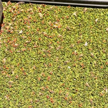EnviroGuard - The red dots are LIVE BUGS we got AFTER using EnviroGuard. Never had an infestation like this EVER - Pest Control Near Me - Albuquerque, New Mexico