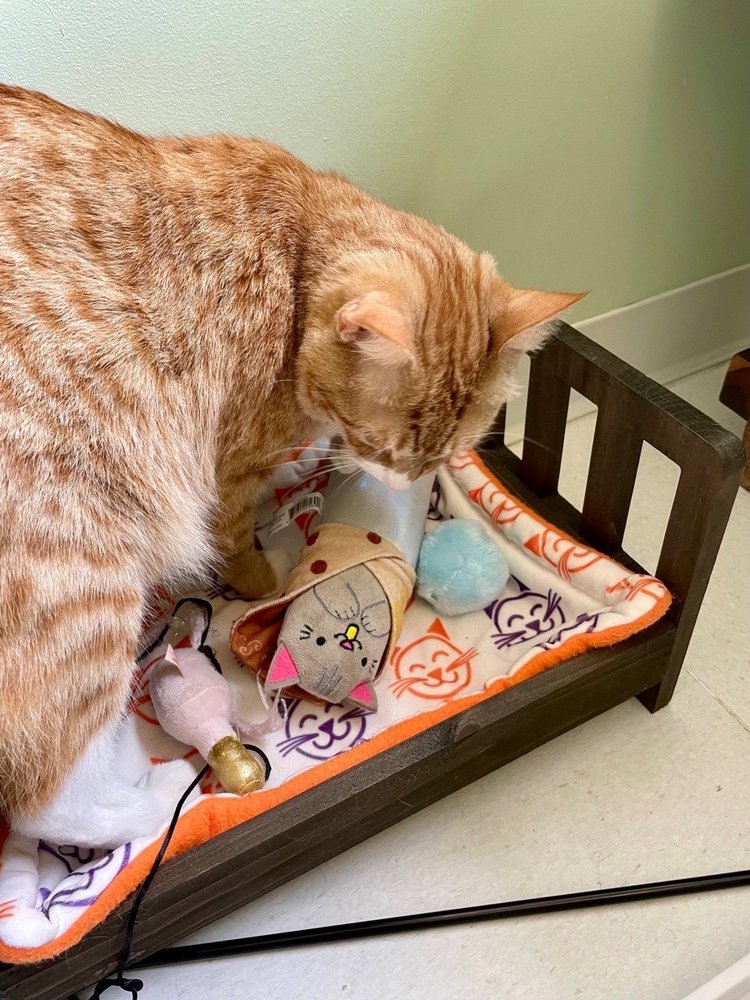 HAPPY CAT HOTEL & SPA Updated October 2024 21 Photos 313 Central