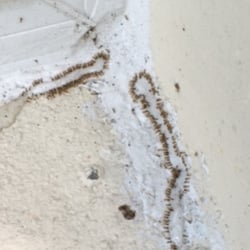 Ghost Ants Feeding On Bait