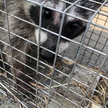 Mighty Men Pest Control - Wildlife Control Near Me