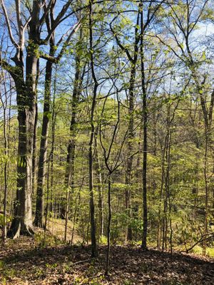 Meeman-Shelby Forest State Park by null