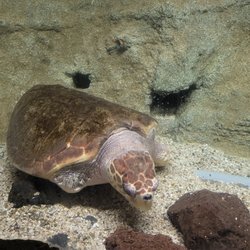 Lanzarote Aquarium - Auffangstation für Meeresschildkröten. Diese hier hat auf einer Seite beide Flossen "verloren".