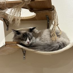 Best cat lounge!