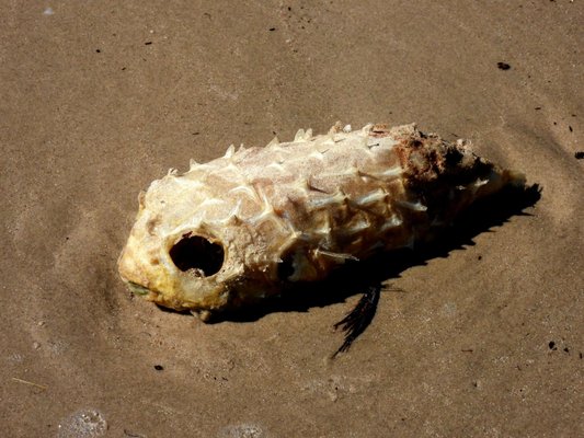 Padre Island National Seashore - Malaquite Visitor Center by null