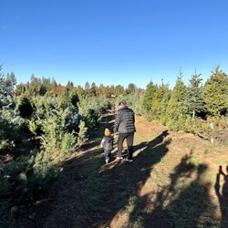 McGee Christmas Tree Farm - My son and my mom having a wonderful time walking among the trees!