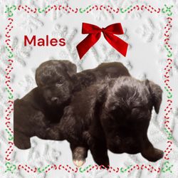 Maltipoos of Texas