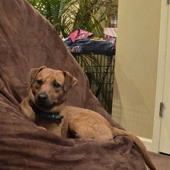 Posh Pets Rescue - Jake relaxing on our giant beanbag - Animal Shelters Near Me - Long Beach, New York Posh Pets Rescue - Jake relaxing on our giant beanbag - Animal Shelters Near Me - Long Beach, New York