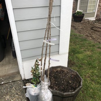 Raintree Nursery 14 Photos 33 Reviews Nurseries Gardening Raintree Nursery 14 Photos 33