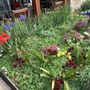 Photo of Chambers Nursery Garden Center