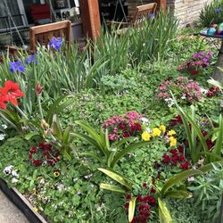 Chambers Nursery Garden Center