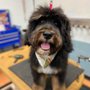 Photo of Pampered Pets Salon & Spa