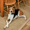 Ridgeside K9 Tidewater gift card