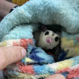 Sugar gliders