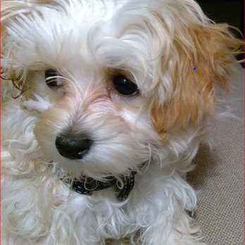 Camp K-9 Paradise For Paws - Sammy before - Pet Sitting Near Me - West Chester, Pennsylvania