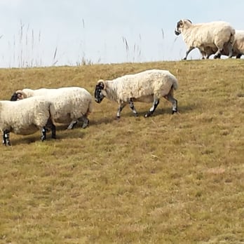 Whistling Straits Golf Course - Local residents - there are around 42 of them roaming the course. - Golf Near Me - Sheboygan, Wisconsin Whistling Straits Golf Course - Local residents - there are around 42 of them roaming the course. - Golf Near Me - Sheboygan, Wisconsin