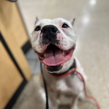 Reno Nv Stand Proud K9 22+ Thousand Bernese Dog Royalty-Free