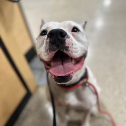 Stand Proud Dog Training