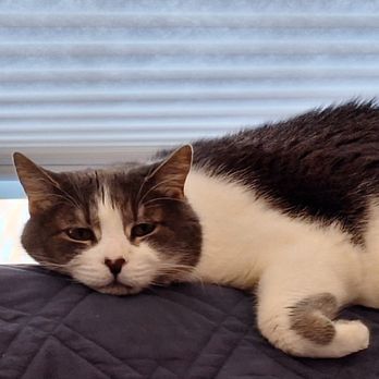 PT's Pet Sitting Service - Pet Sitting Near Me - Cherry Hill, New Jersey PT's Pet Sitting Service - Pet Sitting Near Me - Cherry Hill, New Jersey